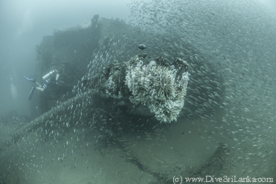 Diver and fish at the Delhi Coal